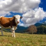 Agrarni budžet Majdanpeka 20 miliona dinara