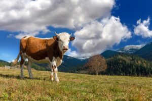 Opstina-Majdanpek-opredelila-63-miliona-dinara-za-poljoprivredu-1