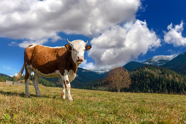 Opstina-Majdanpek-opredelila-63-miliona-dinara-za-poljoprivredu-1