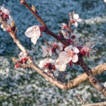 Vazduh danas veoma nezdrav u Majdanpeku!