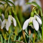 Evo kada konačno stiže pravo proleće u Majdanpek: April nas još “muči”, ali ovaj period donosi preokret