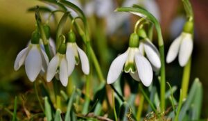 snowdrop-4000371_640