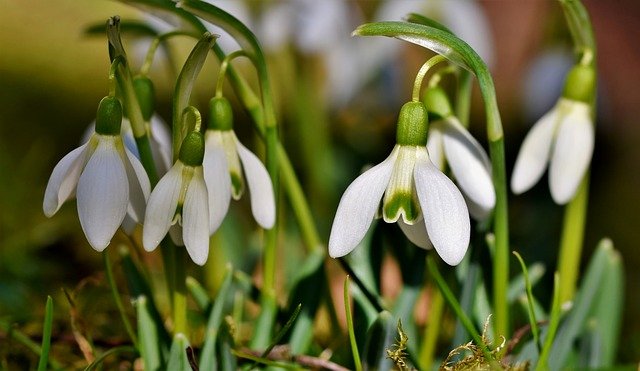 snowdrop-4000371_640