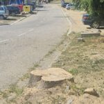 Majdanpečani zatekli panjeve ispred zgrada: Ko je i zašto posekao stabla?